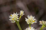 Baldwin's milkwort